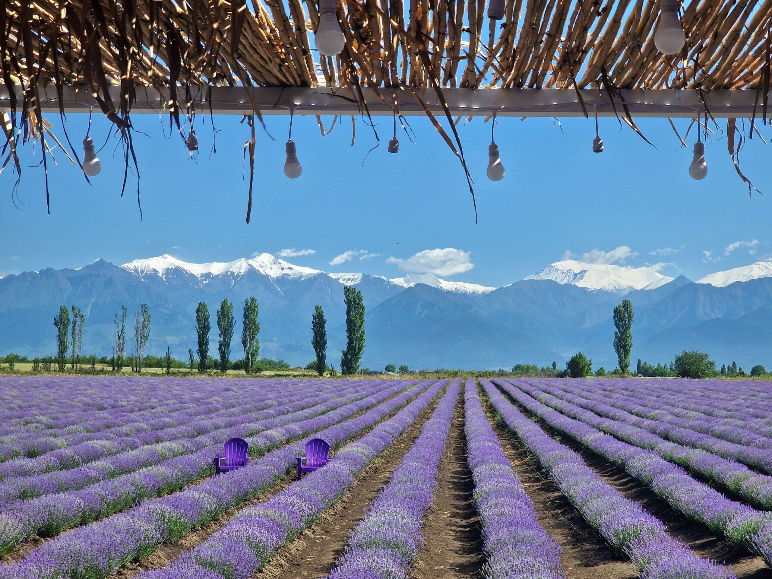 Lavender field Gabala